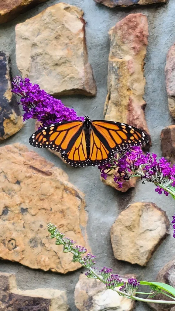 Monarch on Butterfly bush