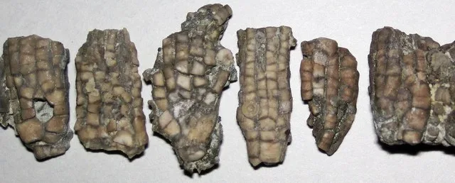 Ectenocrinus simplex (fossil crinoid heads) (Kope Formation, Upper Ordovician; Carrollton, Kentucky, USA) 3