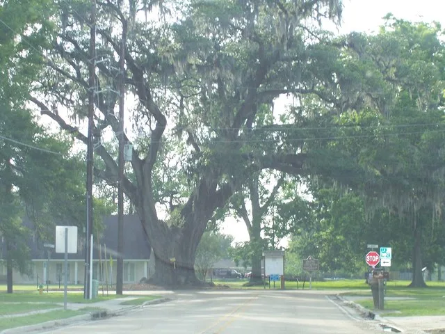 Landmark Brusly Oak in Brusly, Louisiana I made this myself.