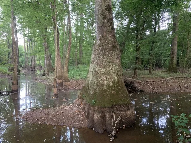 Downsville, Louisiana.
