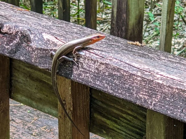 Skink?