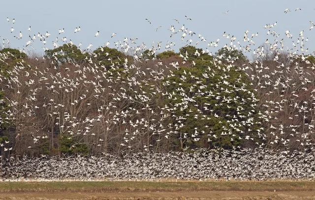Snow Goose - Anser caerulescens, Blackwater National Wildlife Refuge, Church Creek, Maryland, February 15, 2020