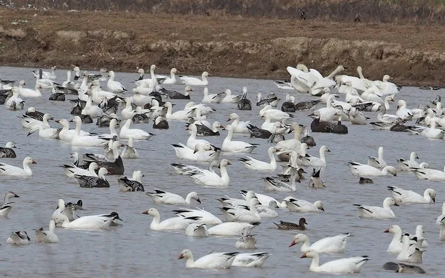 Snow Goose - Anser caerulescens, Blackwater National Wildlife Refuge, Church Hill, Maryland, February 19, 2020