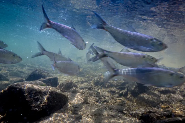 A school of alewives at Deer Park, Maryland.