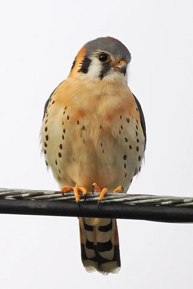 American Kestrel - Falco sparverius, Hurlock, Maryland, March 10, 2025