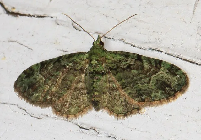 Green Pug - Pasiphila rectangulata, Carey Run Sanctuary, Midland, Maryland, June 18, 2016