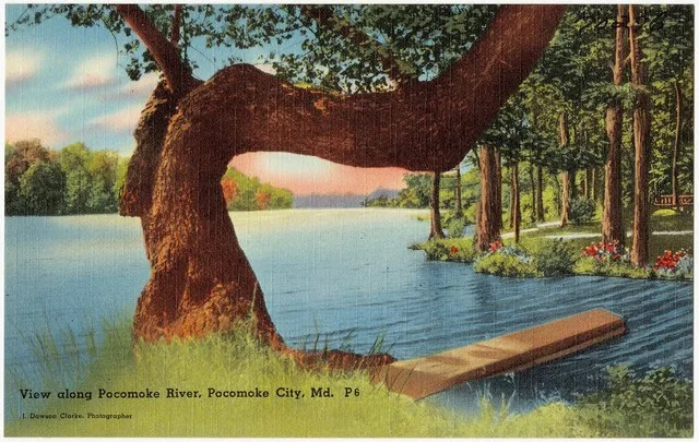 Title: View along Pocomoke River, Pocomoke City, Md. Subjects: Rivers Places: Maryland > Worcester (county) > Pocomoke City Notes: Title from item. Extent: 1 print (postcard) : li...