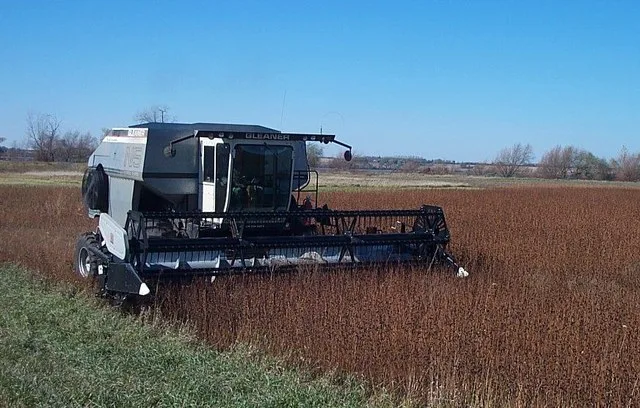 Combine harvesting five acres of Desmanthus illinoensis near Hollandale, Minnesota. Desmanthus illinoensis is a potential perennial grain crop.