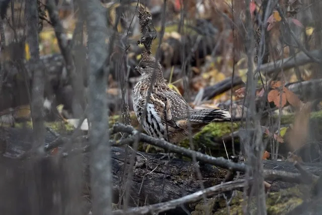 ruffed grouse - leonard, MN