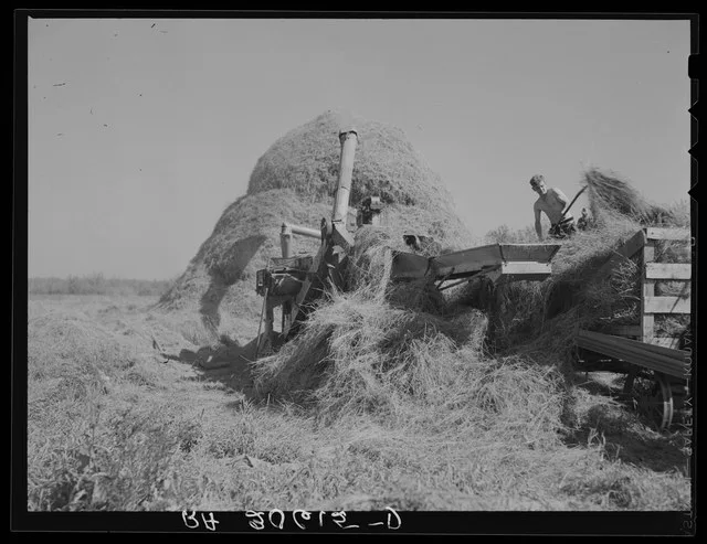 Threshing alfalfa Littlefork, Minnesota Russell