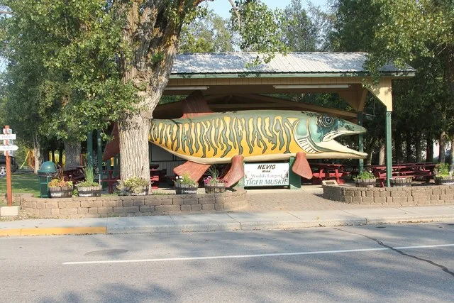 World's biggest Tiger Muskie Nevis, Minnesota, United States