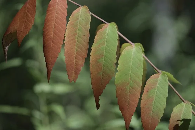 Fall colors at Rice Lake NWR in McGregor, Minnesota