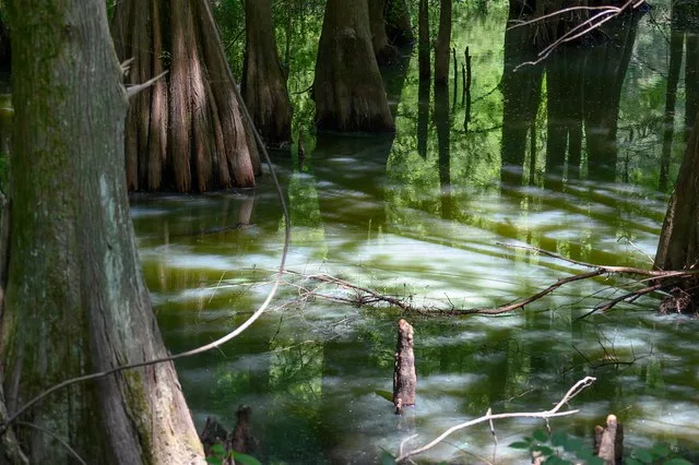 Young alligator - swamp