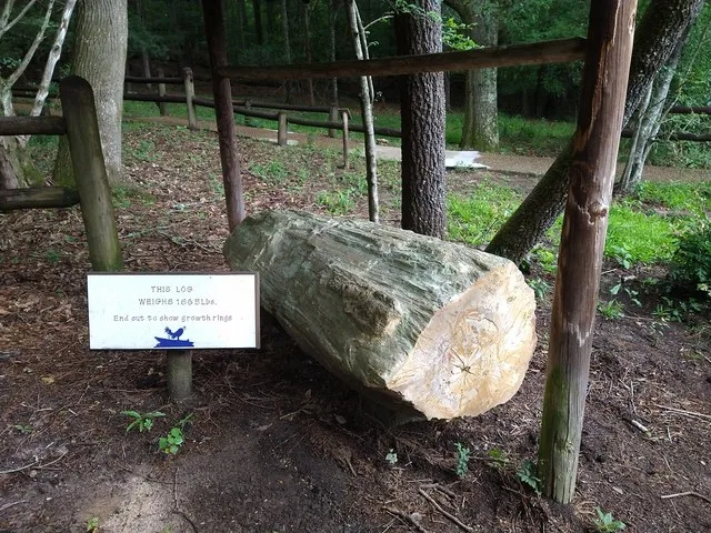 Cleaned up sequoia log Petrified Forest Mississippi