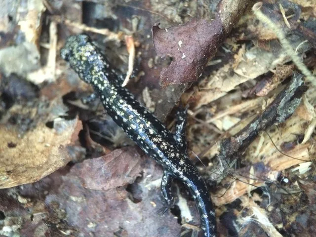 mississippi slimy salamander