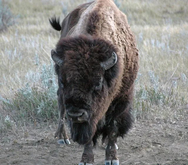 Bison bison (American plains buffalo) (Little Missouri Badlands, North Dakota, USA) 7