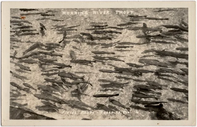 'Roaring River Trout - Field's Photo - Cassville, Mo.'