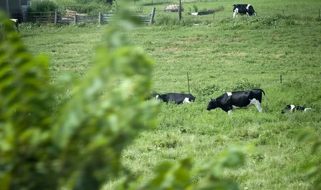 north america, road trip, missouri, chordata, mammalia, animalia, bovidae, artiodactyla, midwest, cows, cow, bos primigenius