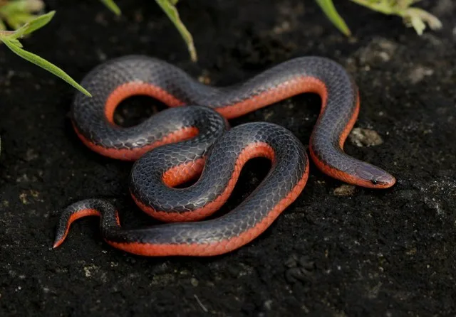 Western Wormsnake (Carphophis vermis)