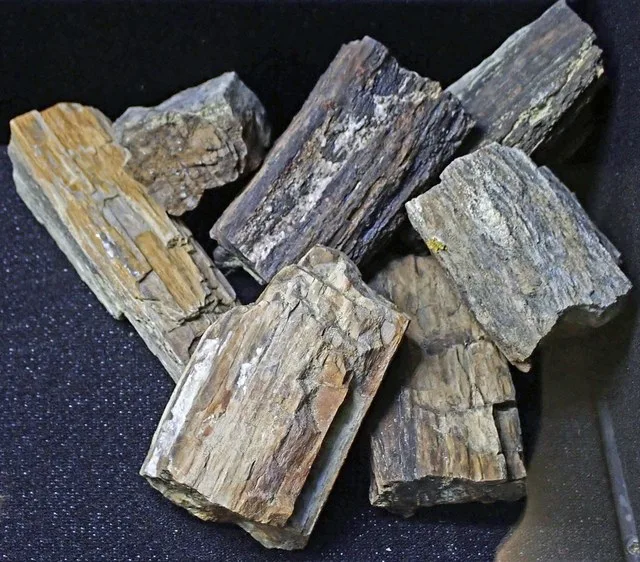Fossil wood (Morrison Formation, Upper Jurassic; Dodson, Montana, USA) 2