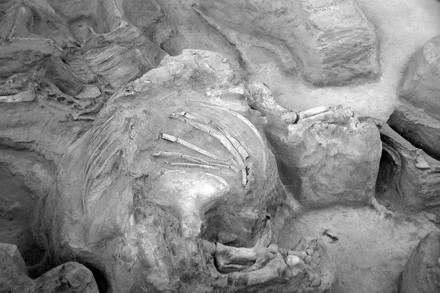 Fossiliferous volcanic tuff (Ash Hollow Formation, Miocene, 11.83 Ma; Ashfall Fossil Beds, Nebraska, USA) 9