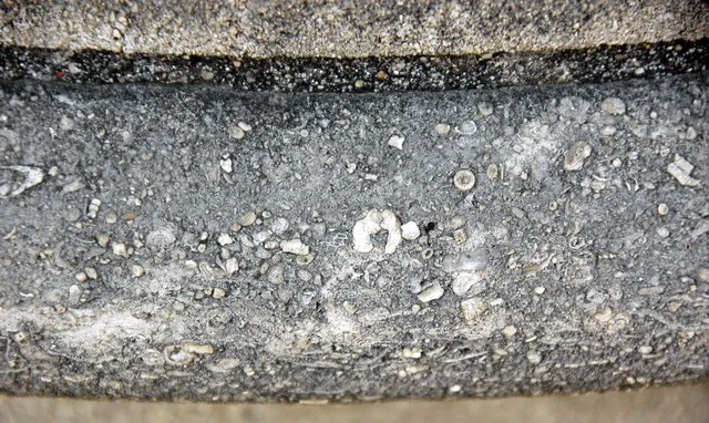 Fossiliferous limestone (Morrill Hall, University of Nebraska at Lincoln) 1