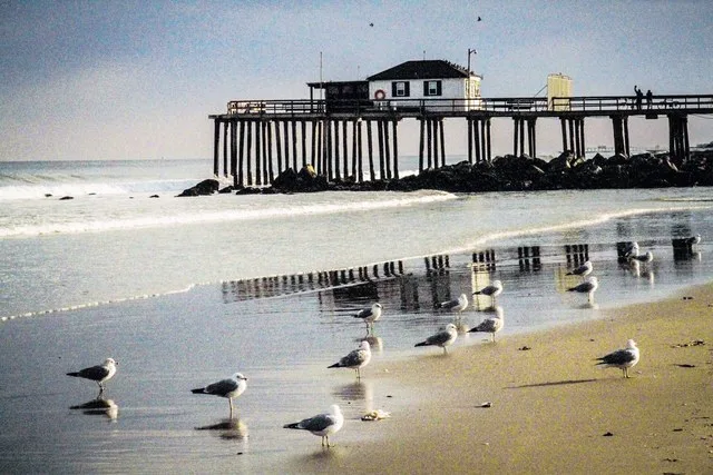 500px provided description: Deal Seagulls []