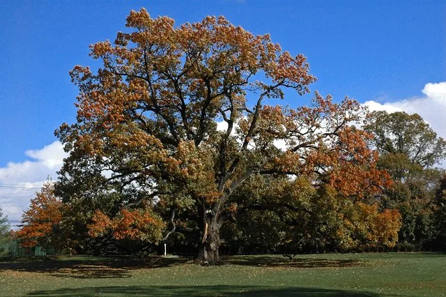 Old oak tree in Florham Park, NJ on the property of Brooklake Country Club. Oak tree is thought to be over 200 years old. Photography by Leif Knutsen.