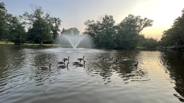 Pictured is a fountain and geese in Duck Pond