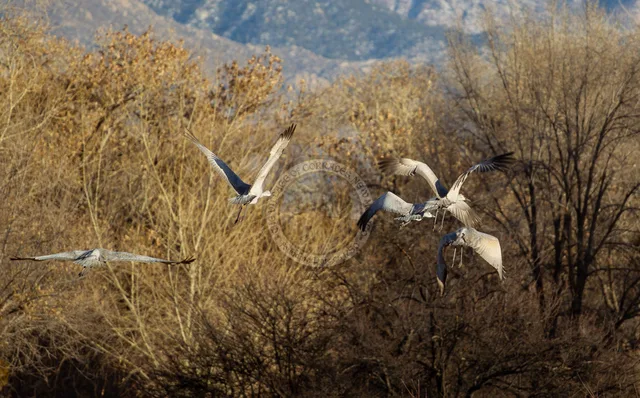 Photo captured by Village of Corrales Media Team in the Village of Corrales