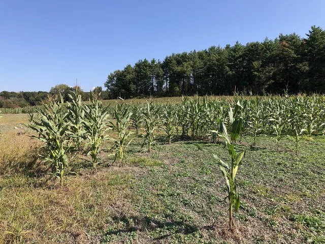 A cornfield with areas of spotty growth along New York State Route 149 in Fort Ann, Washington County, New York