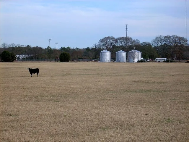 A pasture with Tar Heel middle school's football field in the background