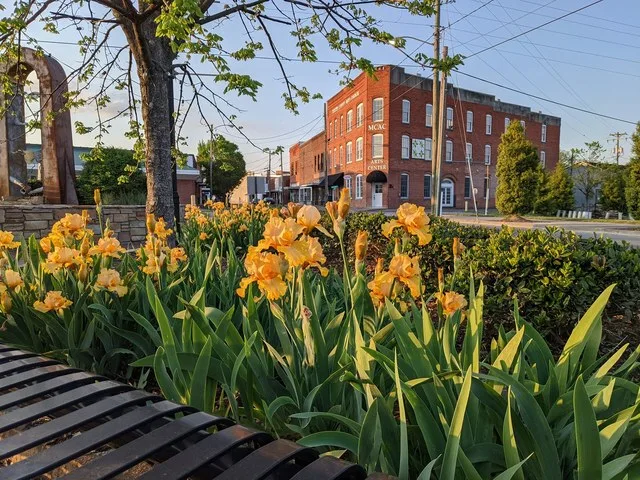 view along Washington Street in Downtown Williamston including Martin County Arts Council building