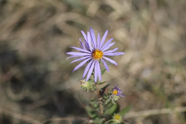 New England Aster on the Little Missouri National Grassland, North Dakota