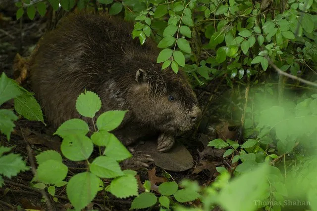 Castor canadensis - Beaver - Oklahoma