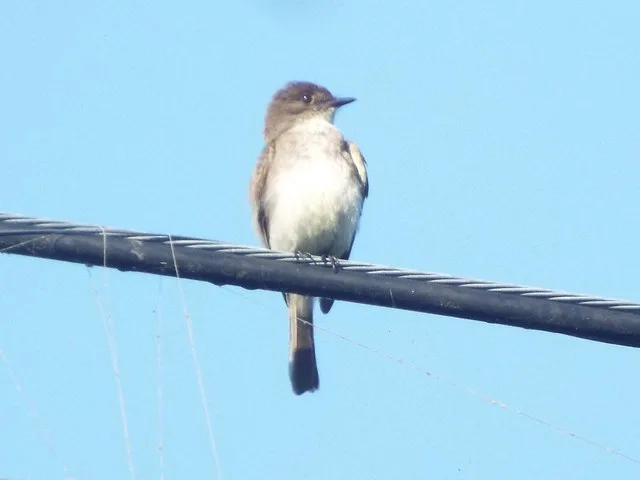 Eastern Phoebe, Beavers Bend State Park, McCurtain County, Oklahoma, June 17, 2023