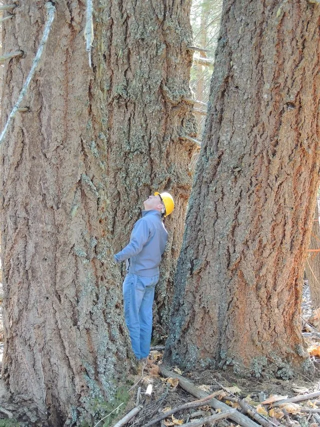 Big Trees, Butte Falls, Oregon Photo by Jen Sanborn/BLM Oregon
