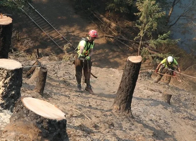 Tree cutting at Cascade Locks