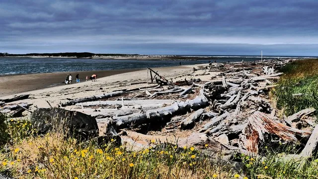 Driftwood by Siletz Bay in Lincoln City, Oregon
