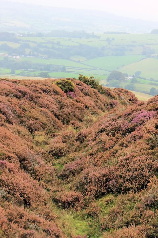 Eastern ditch of the hillfort of Penycloddiau, Clwydian Hills, North Wales; looking north. Penycloddiau is one of the largest hillforts in Wales, Penycloddiau is 21 hectares in ar...