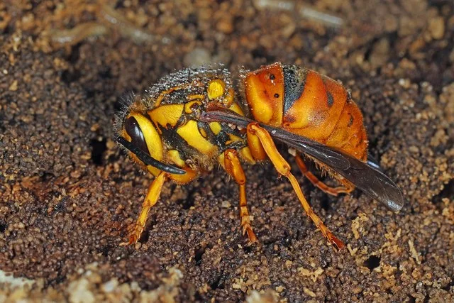 028/365 Southern Yellowjacket Queen - Vespula squamosa, Santee State Park, Santee, South Carolina, January 28, 2022