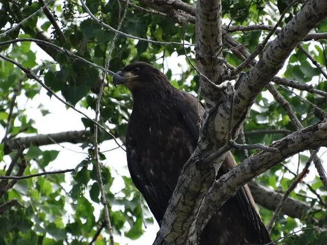 Immature American Bald Eagle on Lake Andes National Wildlife Refuge South Dakota.