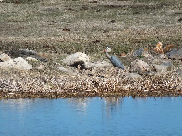 Photos shows a Blue Heron near Pringle, SD, on Sunday, May 5, 2013. Photo by Brenda S. Brown, USDA Natural Resources Conservation Service (NRCS) Soil Conservation Technician, Hot...