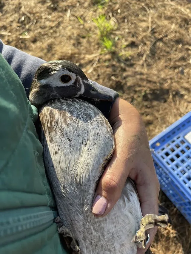 Adult Female Wood Duck Lake Andes Wetland Management District South Dakota