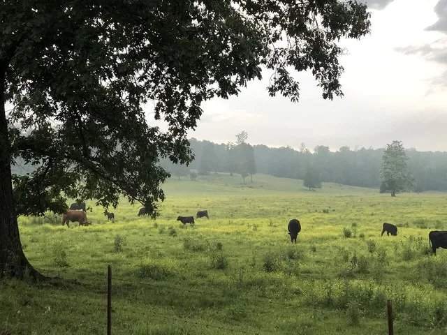 An evening picture of a misty field in Saulsbury taken on the 15th of May, 2019. Cows can be seen grazing across the image, and a light haze obscures the distant treeline.