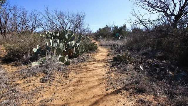 Prickly pear cactus along the Cactus Cut Trail in Lake Colorado City State Park in Mitchell County, Texas, United States.