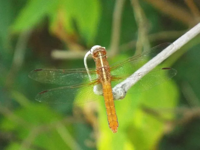 Neon Skimmer, Crowley Park, Richardson, Texas, August 3, 2022