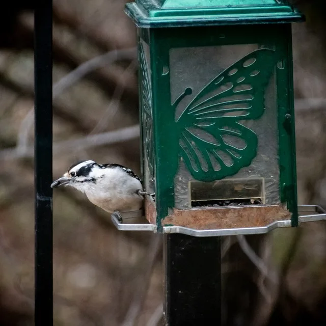 Downy woodpecker