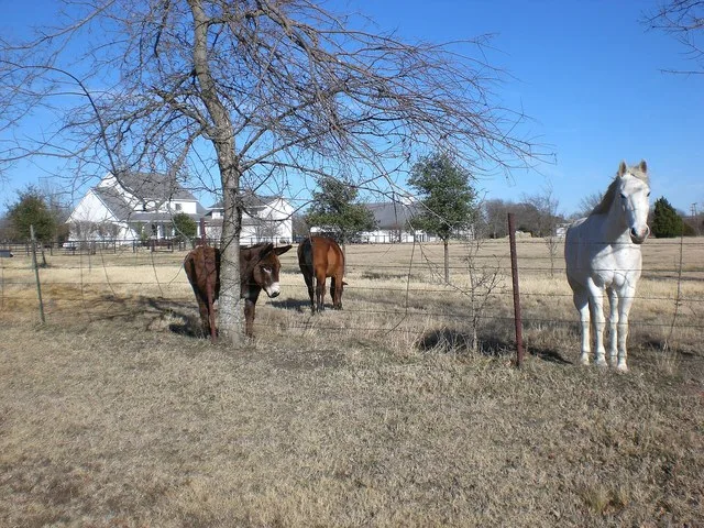 Detail of Fairview, TX 75069