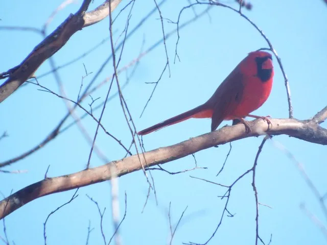Northern Cardinal, Audie Murphy Trail, Farmersville, Texas, February 6, 2022